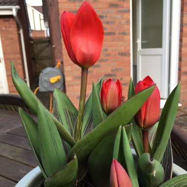 Tulipa