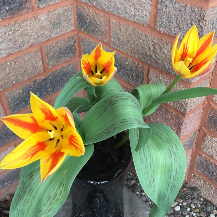 plant image 658488