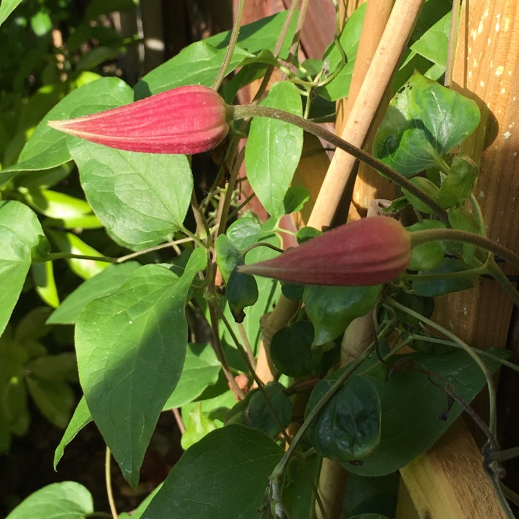 plant image 740839