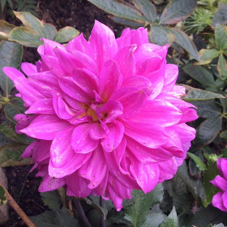 plant image 801584