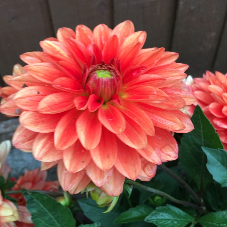Plant image Dahlia 'Dalina Maxi Mendoza'