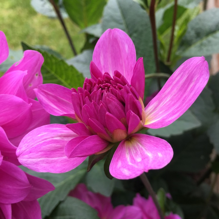 plant image 843853