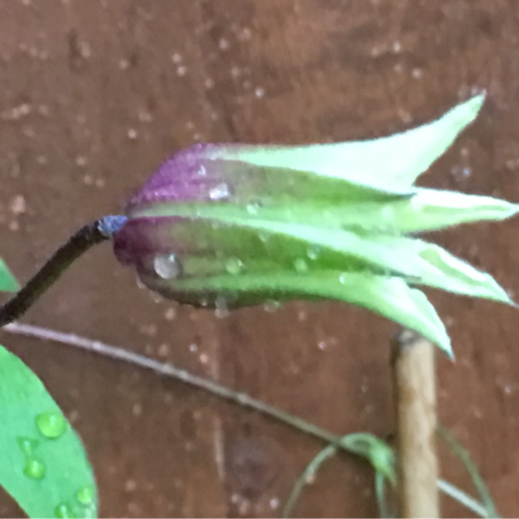 Plant image Clematis texensis 'Princess Kate'