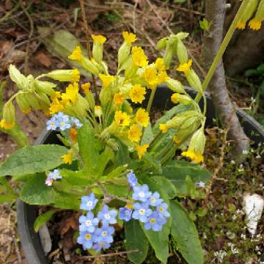 Deb's garden