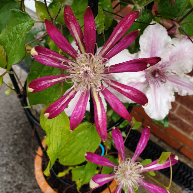 Plant image Clematis 'Aiga Harrington'