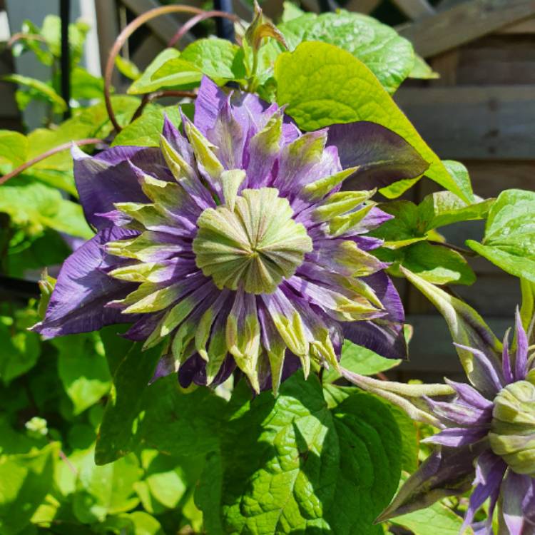 plant image 1329304