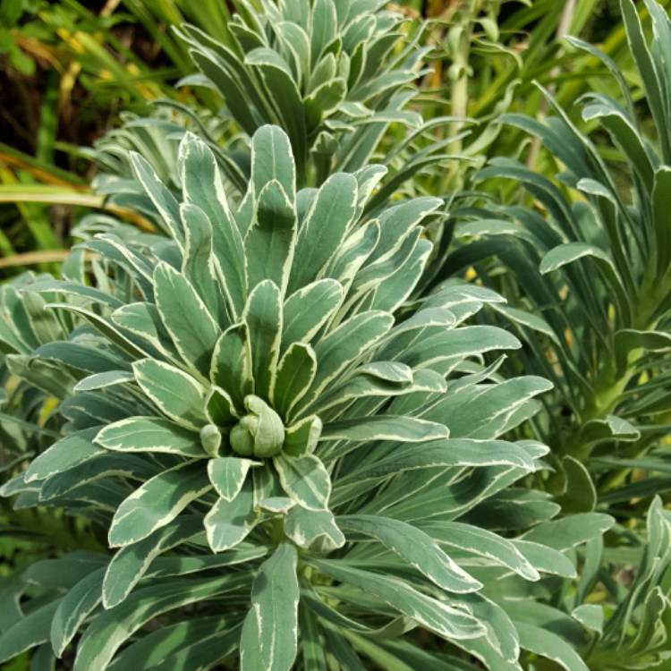 Plant image Euphorbia characias 'Glacier Blue'