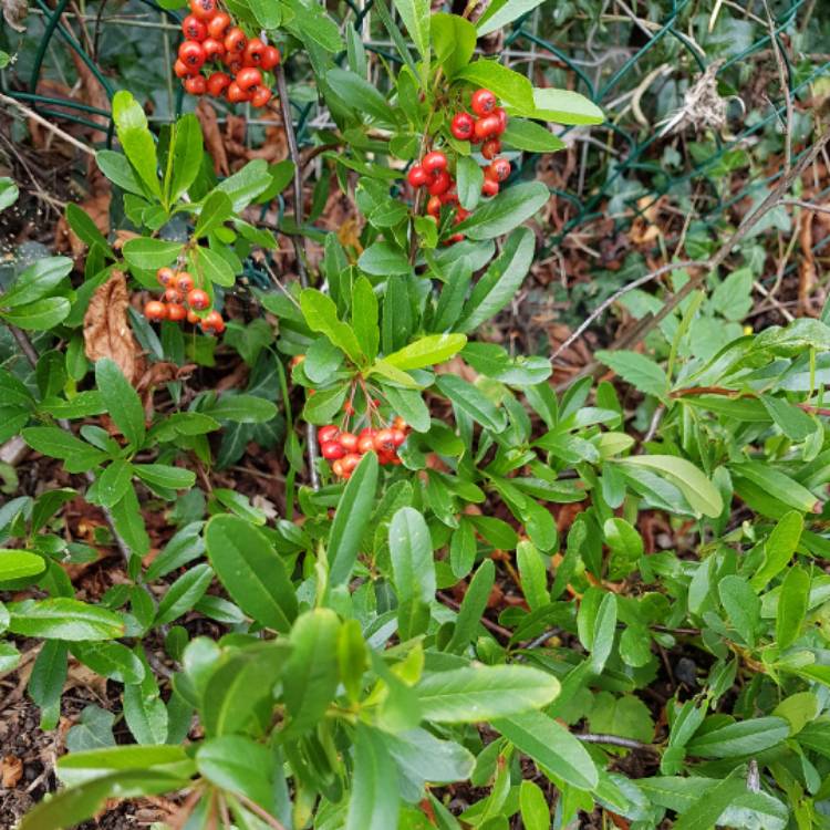 Plant image Pyracantha koidzumii 'Victory'
