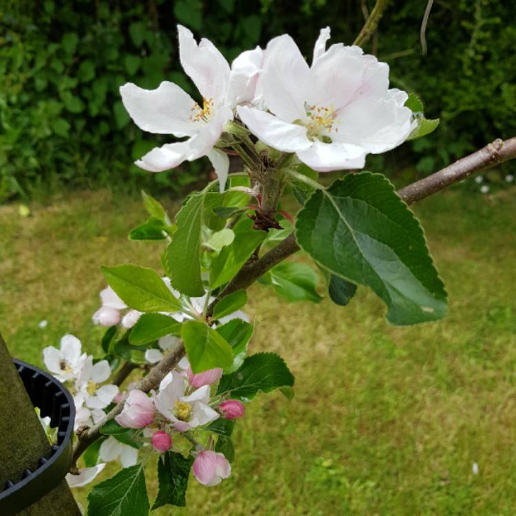 Plant image Malus domestica 'Cox's Orange Pippin'