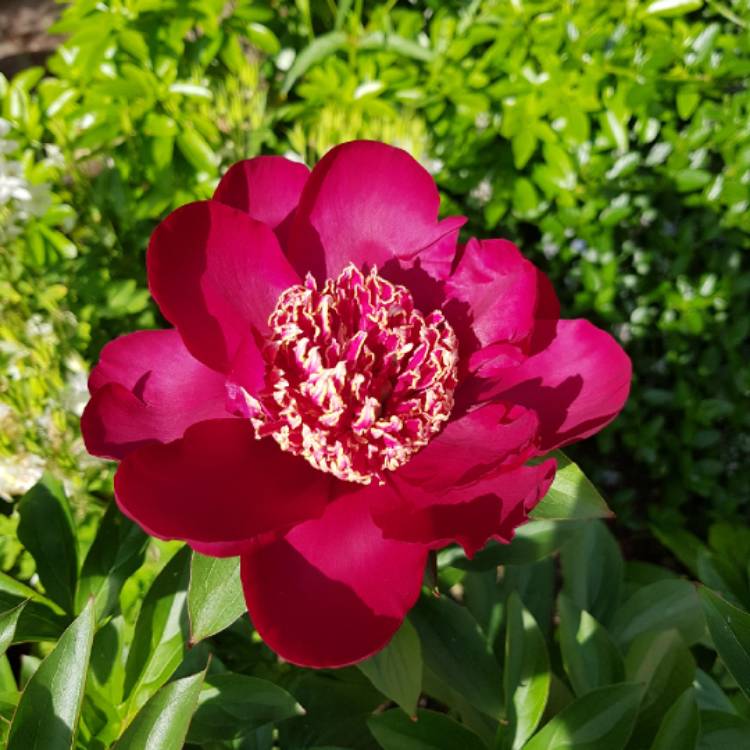 plant image 745698