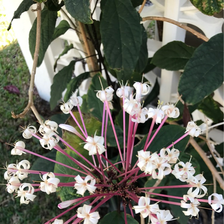 Plant image Clerodendrum quadriloculare