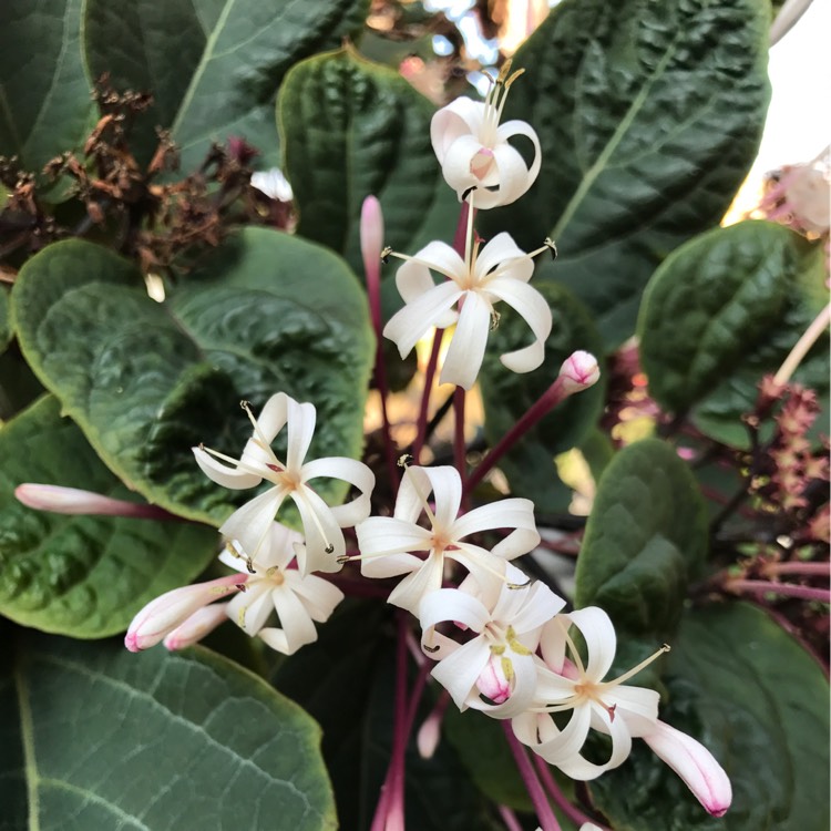 plant image 304701
