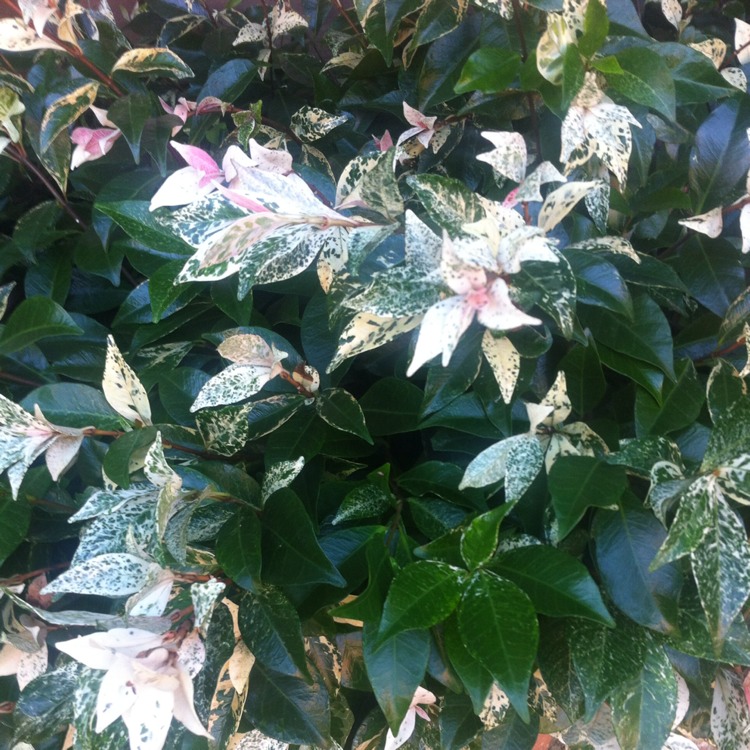 Plant image Trachelospermum jasminoides 'Tricolor'