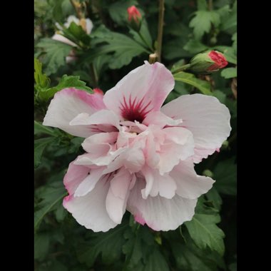 Debbie's garden