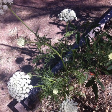 Debbie's garden