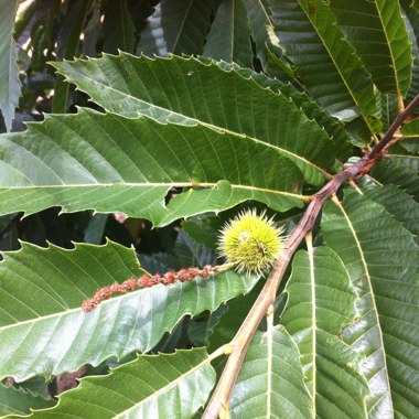 Sweet Chestnut