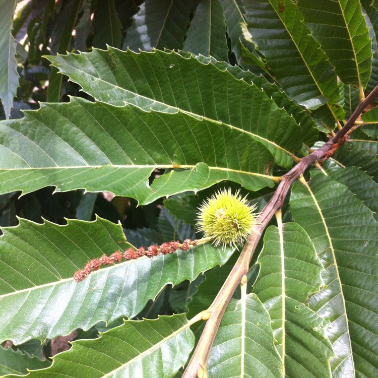 Plant image Castanea sativa
