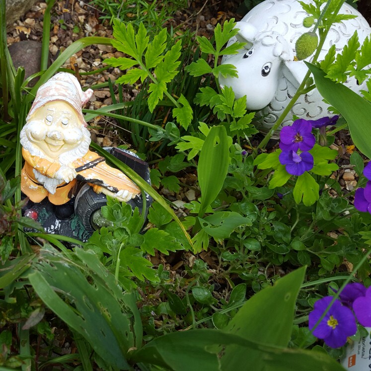 Debbie's garden