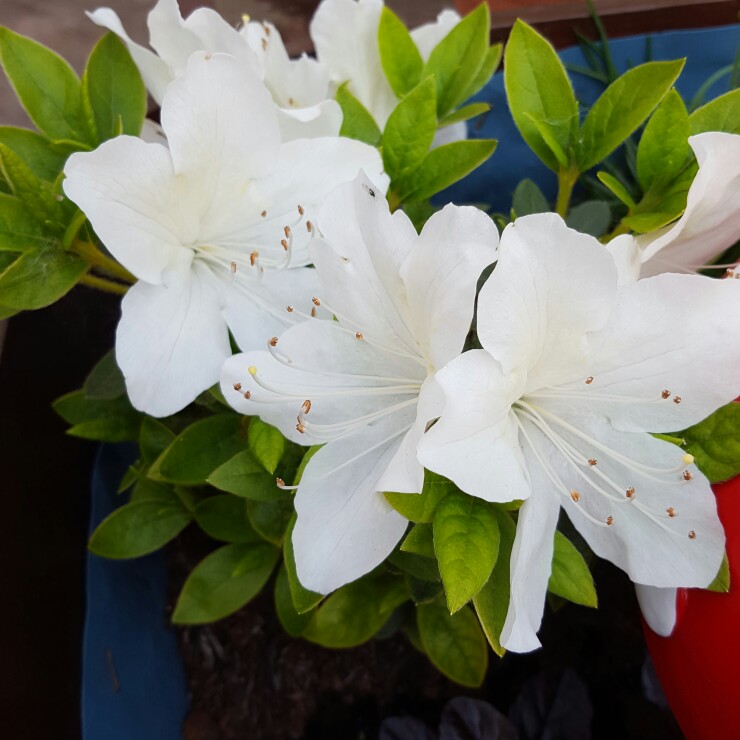 Rhododendron