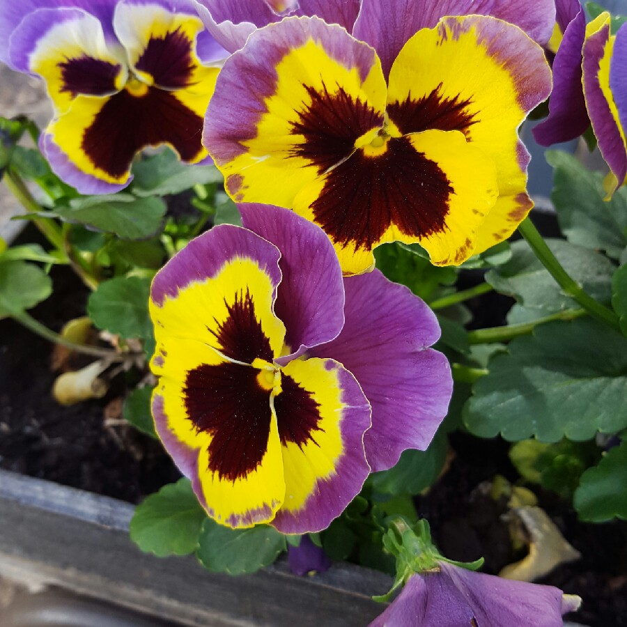 Pansy