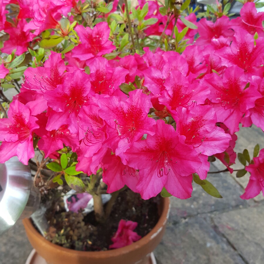 Rhododendron