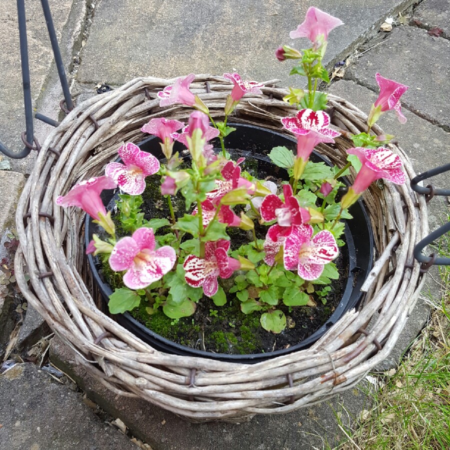 Jack Monkey Flower