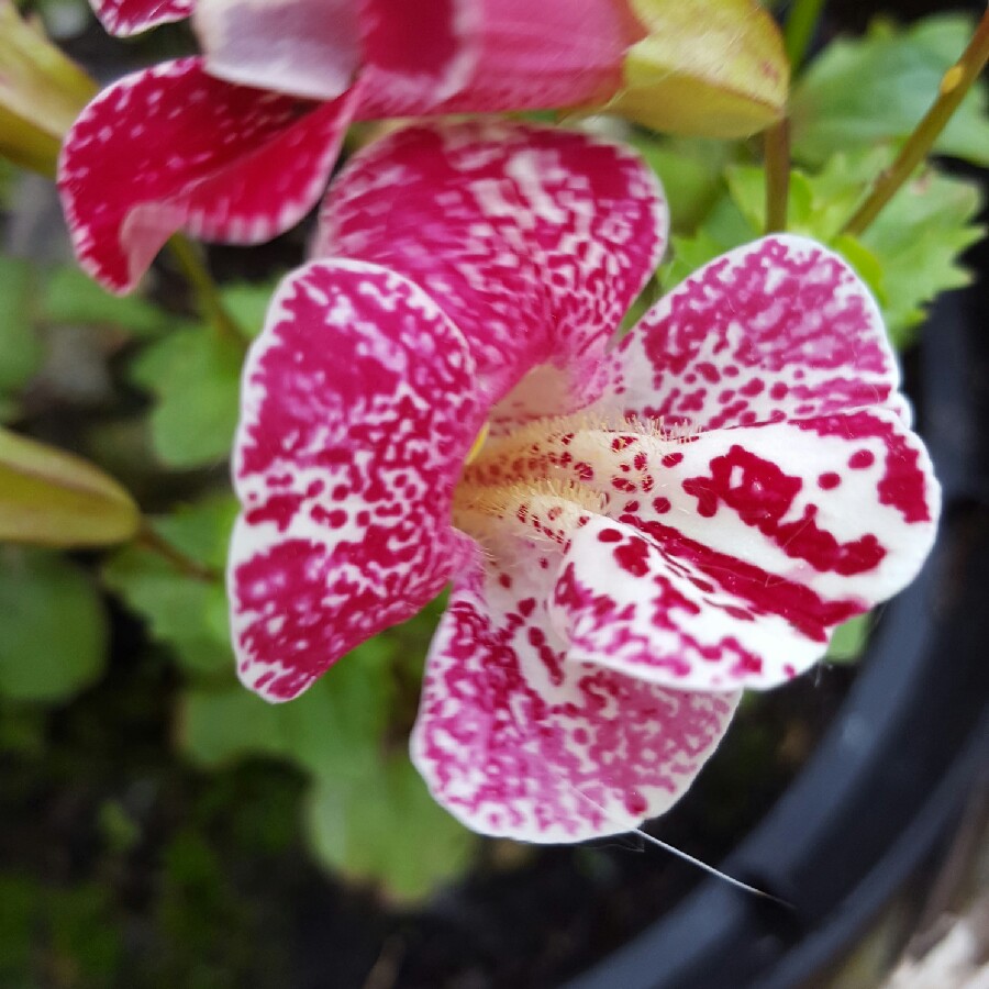 Monkey Flower