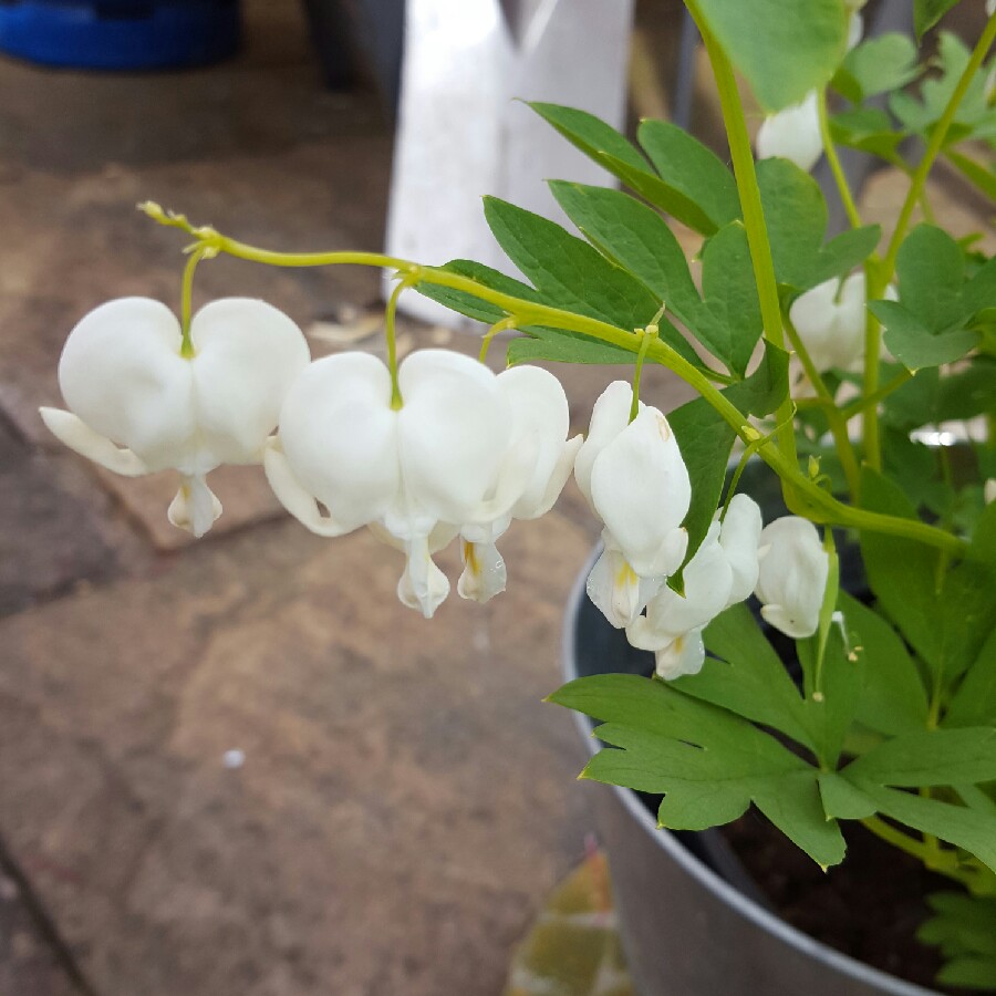 Bleeding Heart 'Valentine'