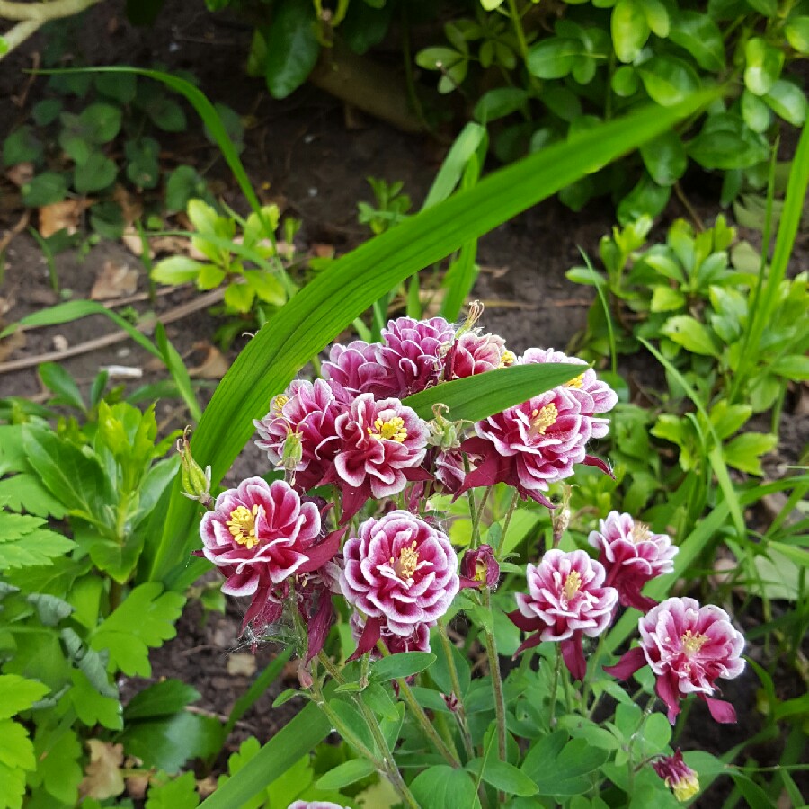 Debbie's garden
