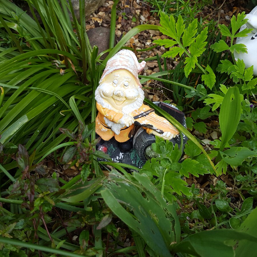 Debbie's garden