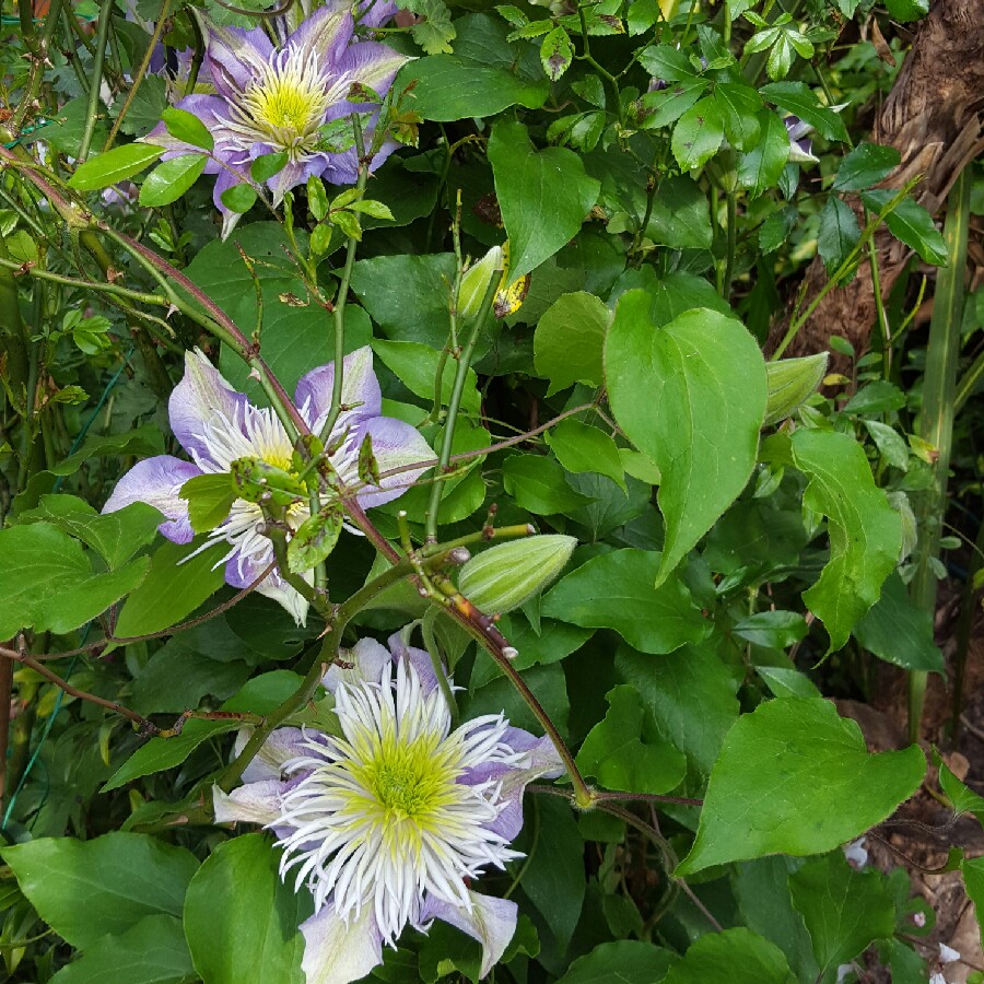 Debbie's garden