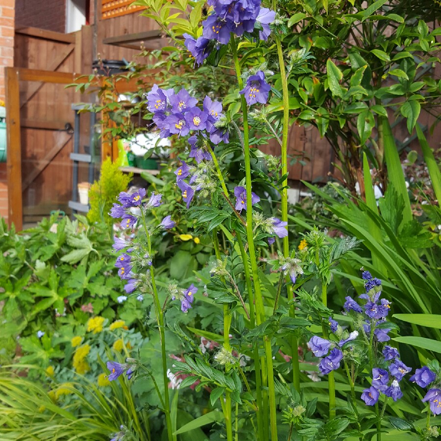 Debbie's garden
