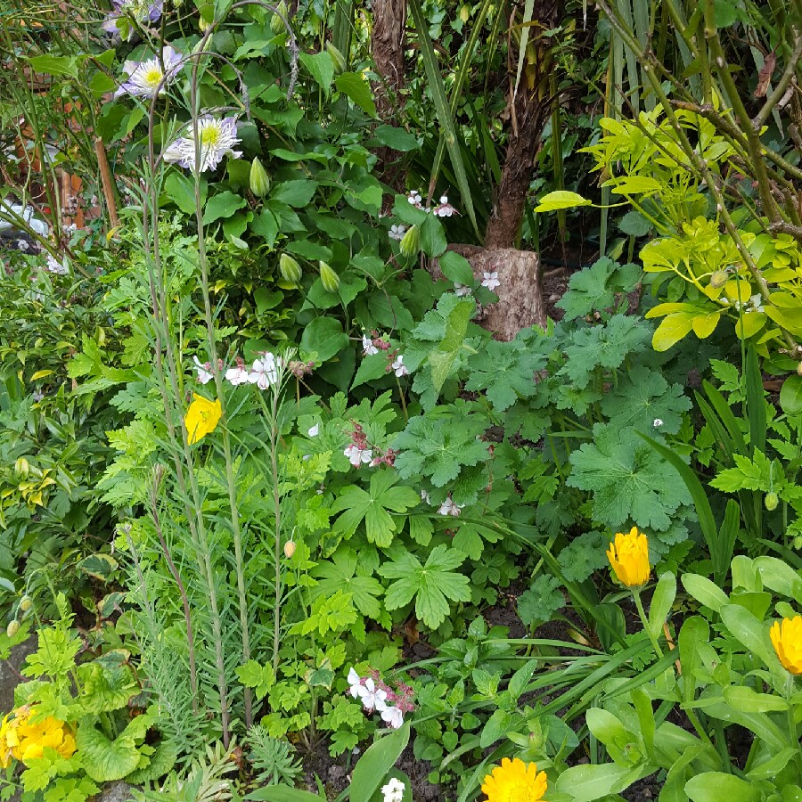 Debbie's garden
