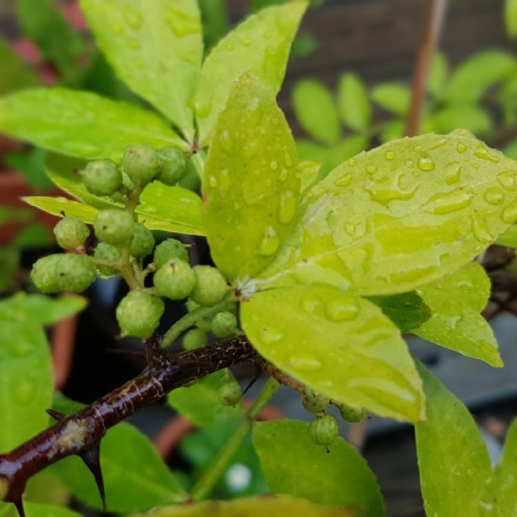 plant image 1136011