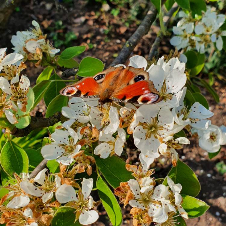 plant image 1279895
