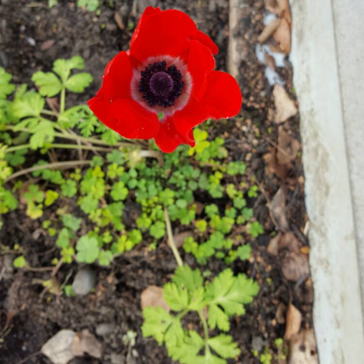 Plant image Anemone coronaria 'Hollandia'