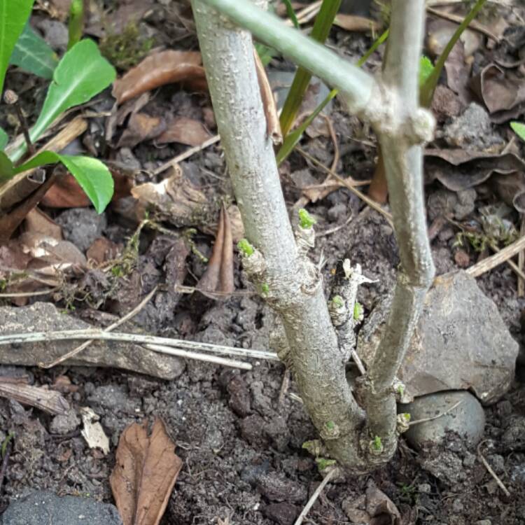 plant image 358344