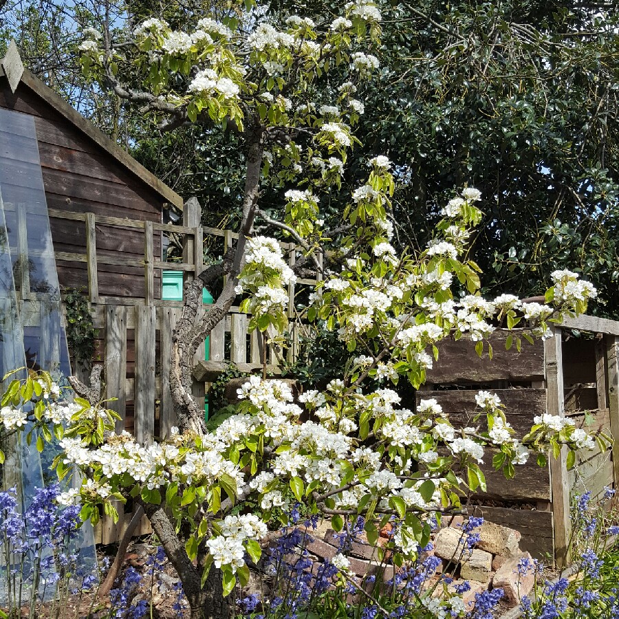 plant image 56741