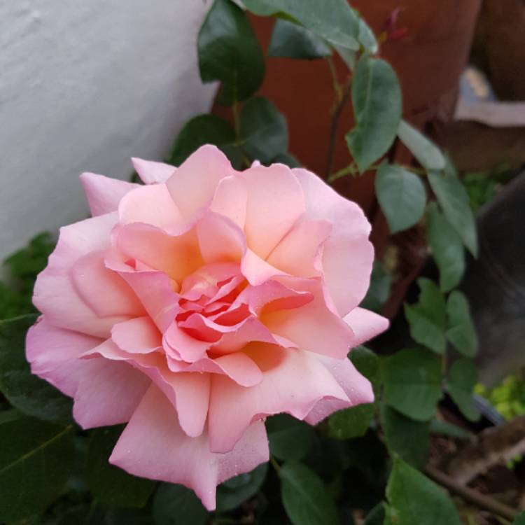 plant image 729866