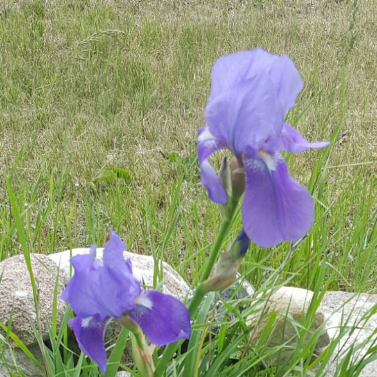 plant image 424937