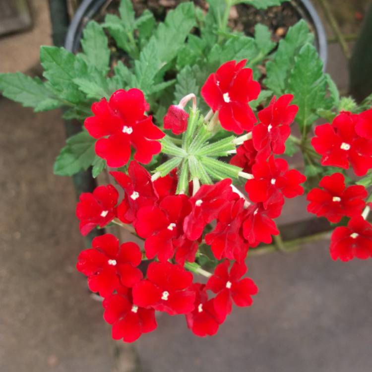 Plant image Verbena 'Magelana Red'