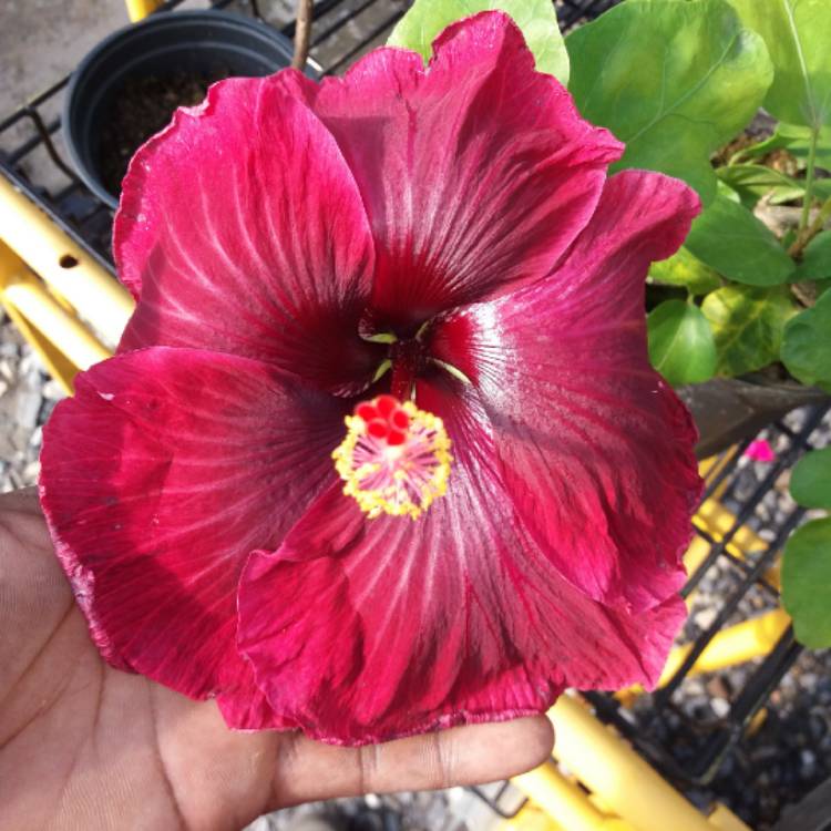 Plant image Hibiscus rosa-sinensis 'Black Dragon'