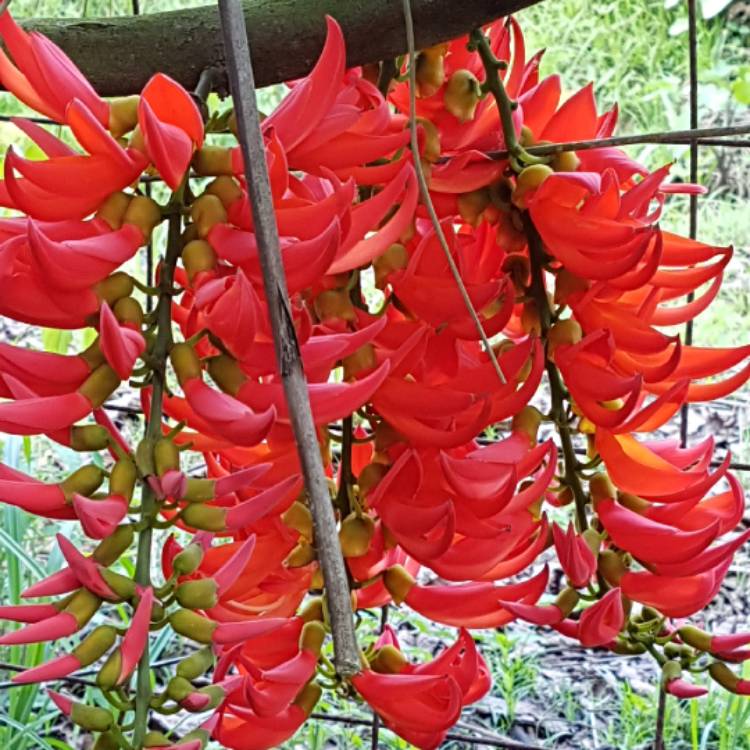 plant image 633022