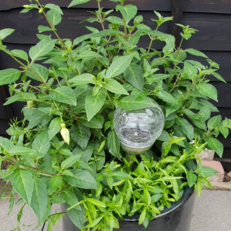 plant image 722758 plant image 722758