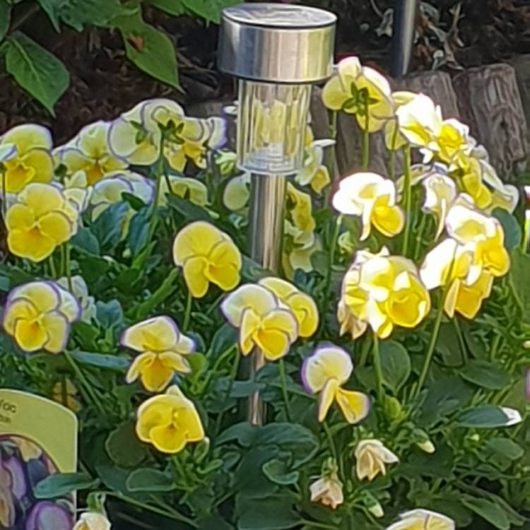 Plant image Viola cornuta 'Etain'