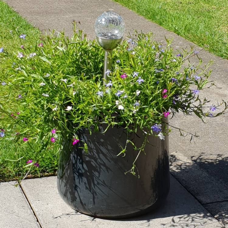 Plant image Lobelia erinus 'Cascade Mixed' (Mix)