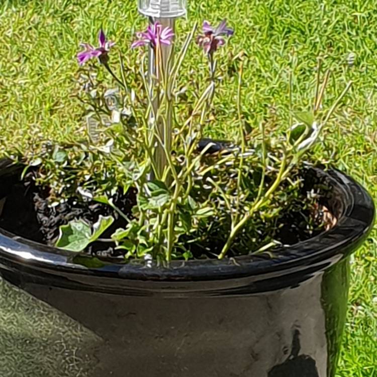 plant image 740985