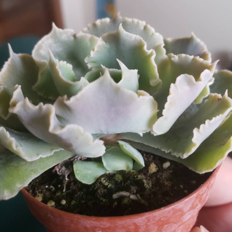 plant image 1007228