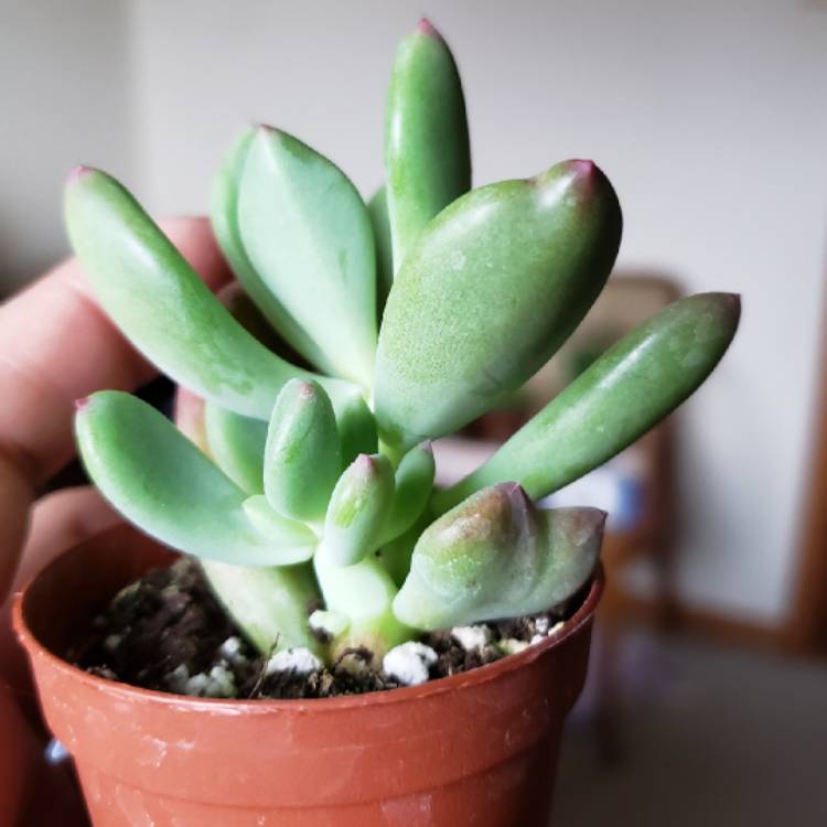 Plant image x Pachyveria Dr Cornelius