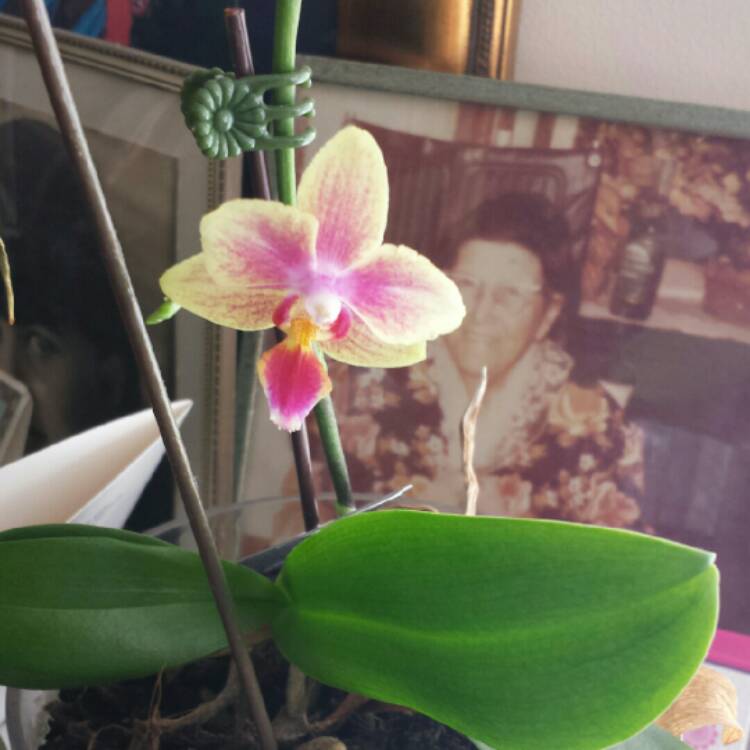 plant image 273832